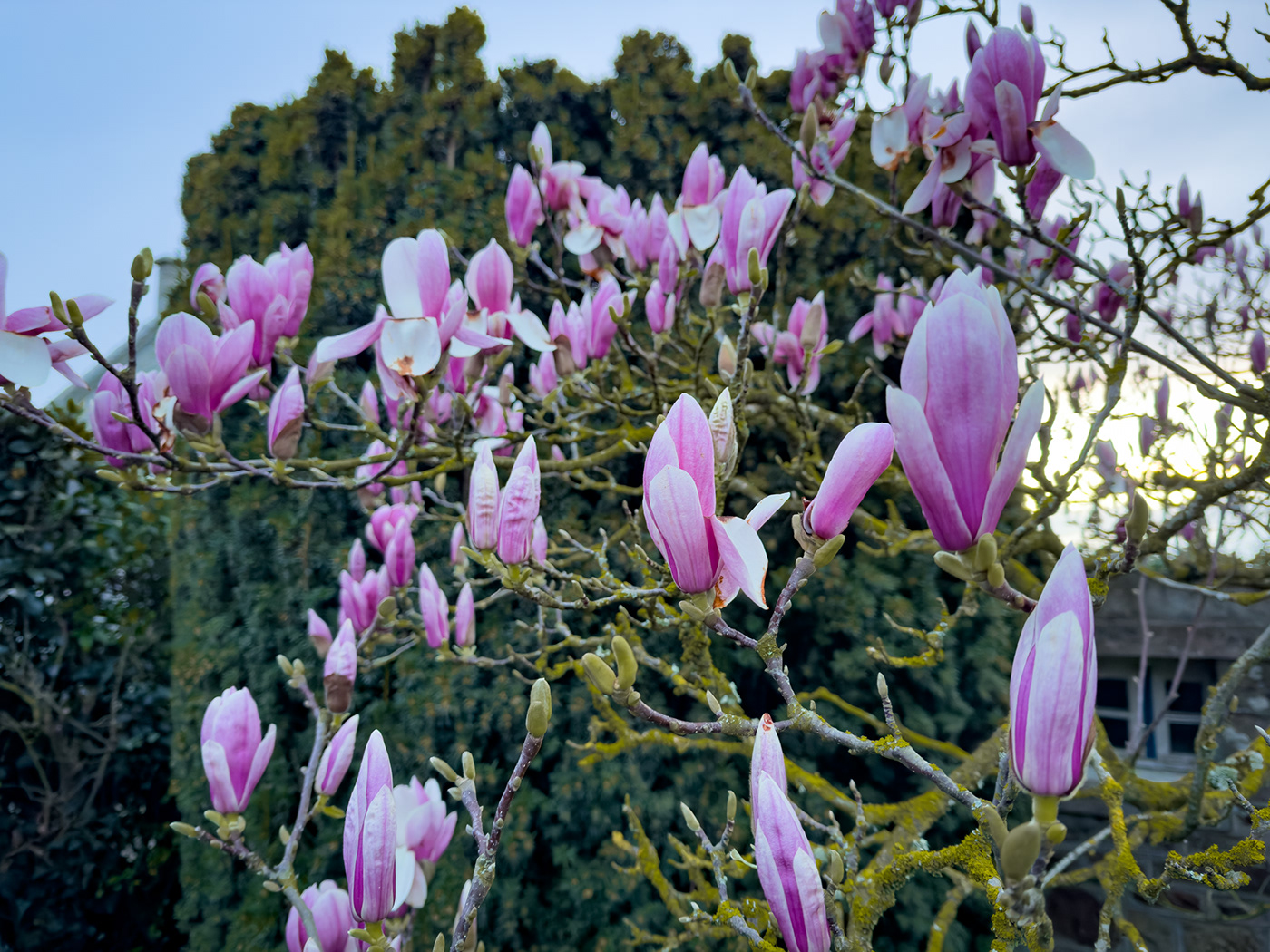 sunset magnolia blossom floral Flowers trees sunlight Evening Photography  lightroom