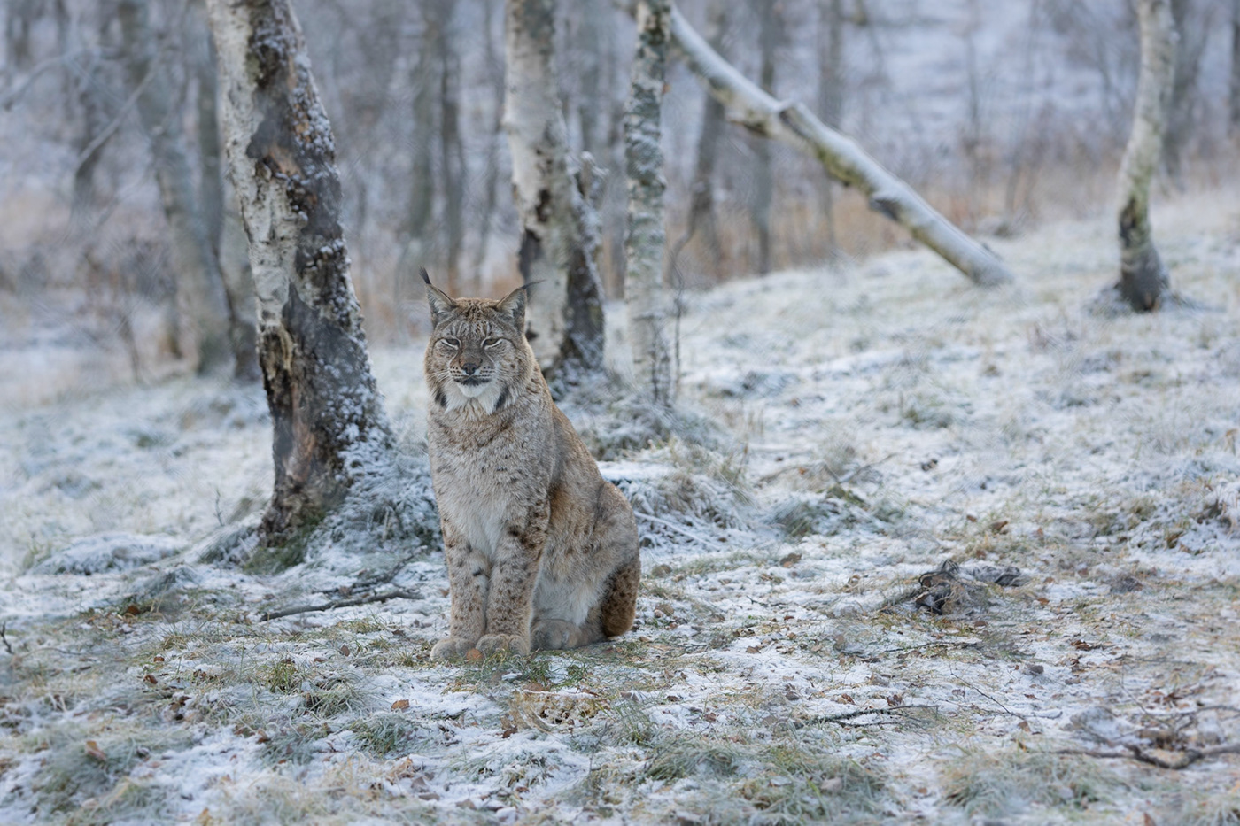 Polar Park norway wildlife winter snow Tromsø lynx Red Deer cervus elaphus lynx lynx