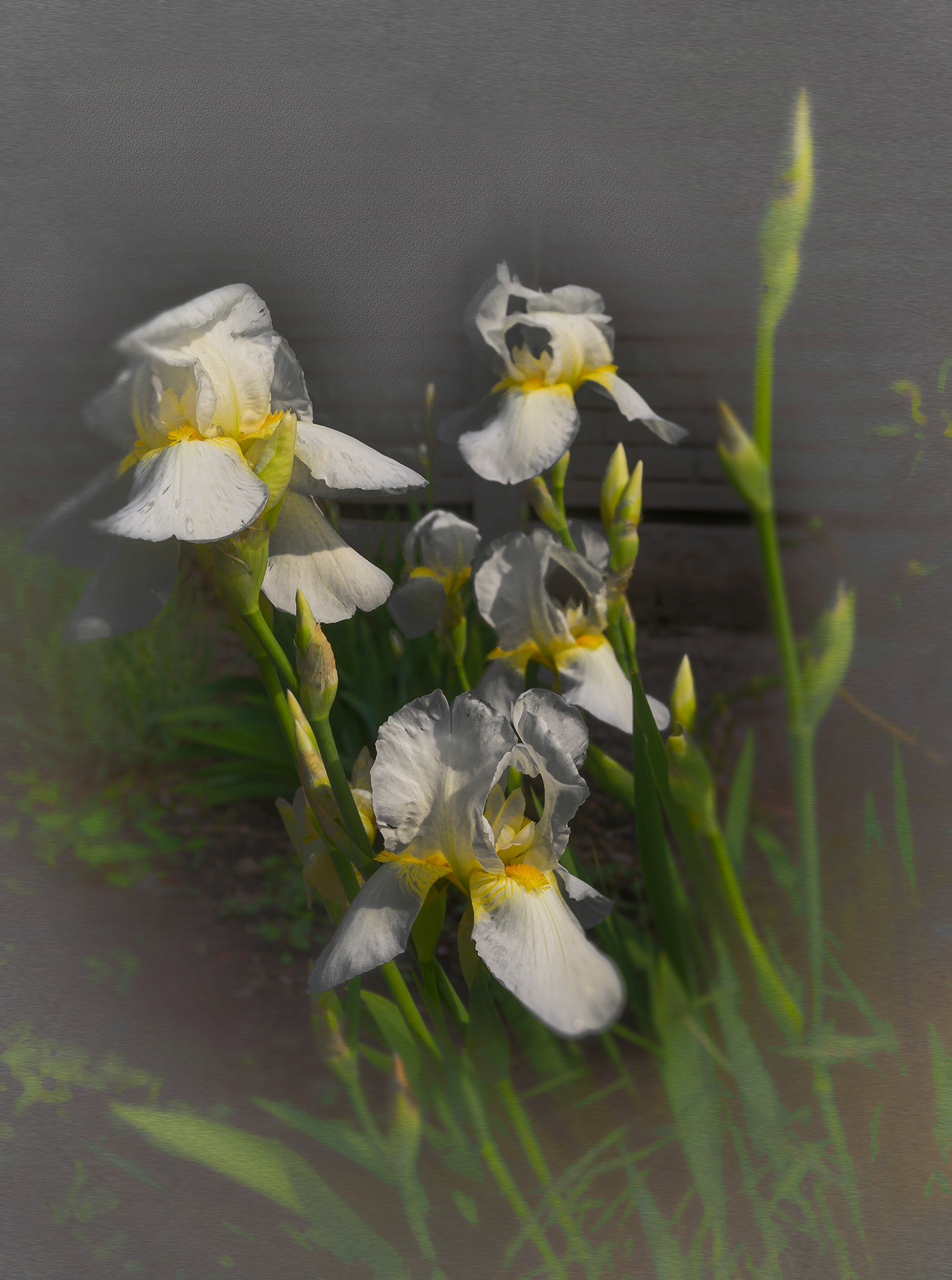 digitalphoto Flowers Nature