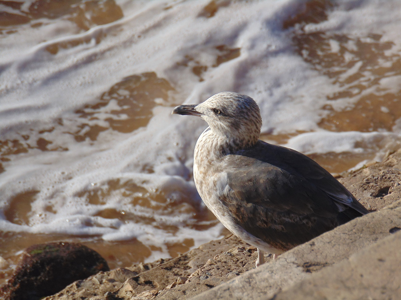 bird gull beach Ocean sea Nature Photography  fauna animals