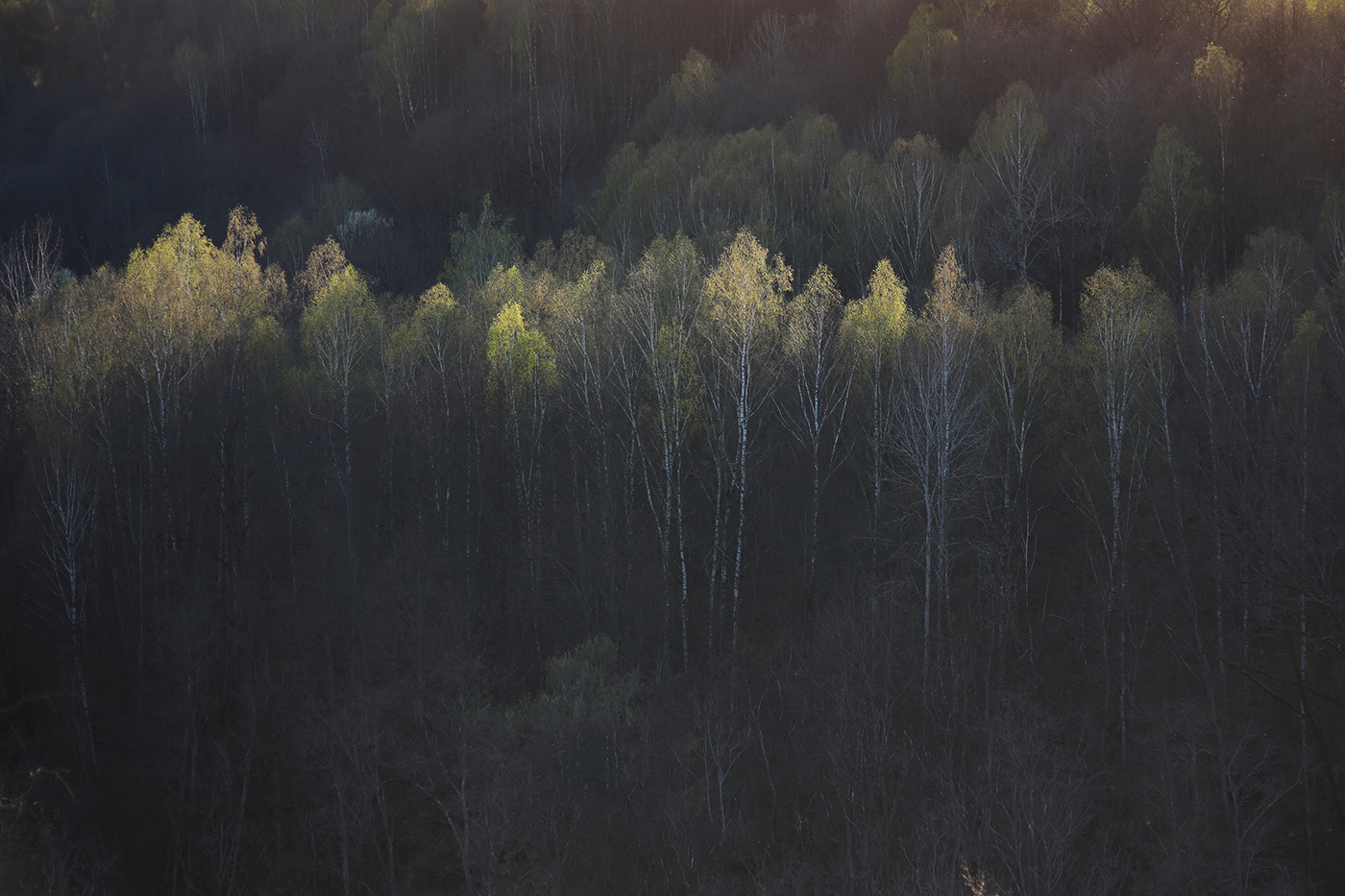 forest Landscape lietuva lithuania Mindaugas Buivydas sunset tree art trees