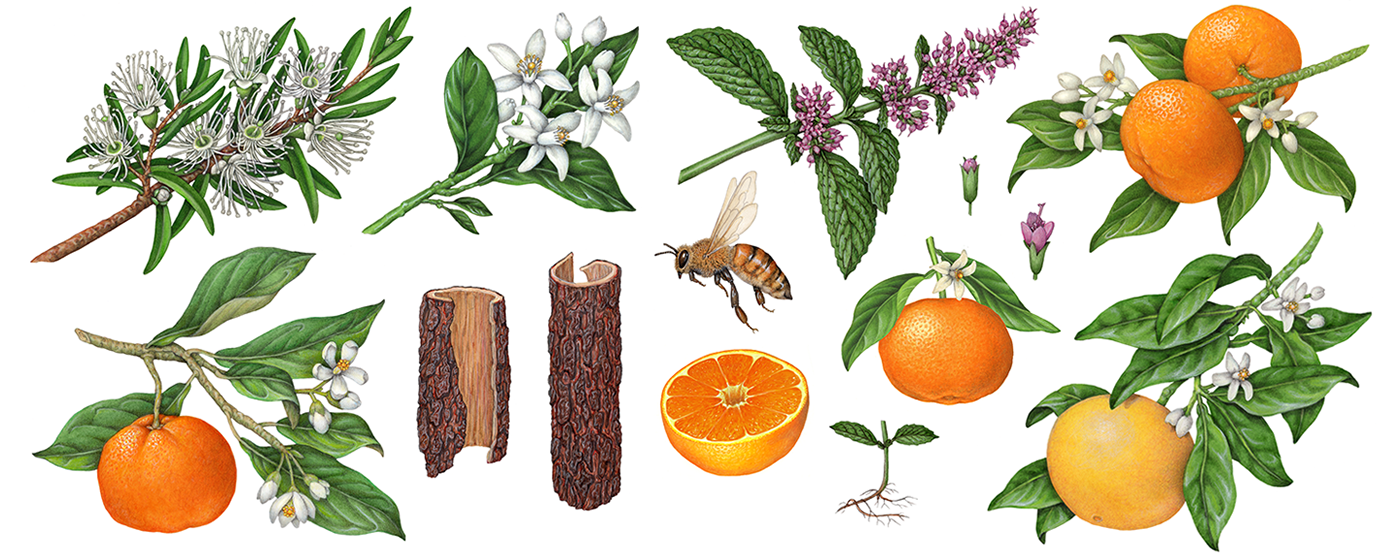 Botanical illustrations of Australian herbs and fruit used on packaging.