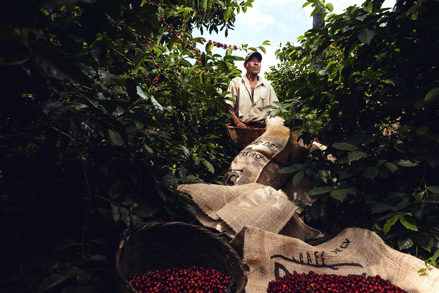 Photography  cinematography video Documentary  Coffee farm culture personal project