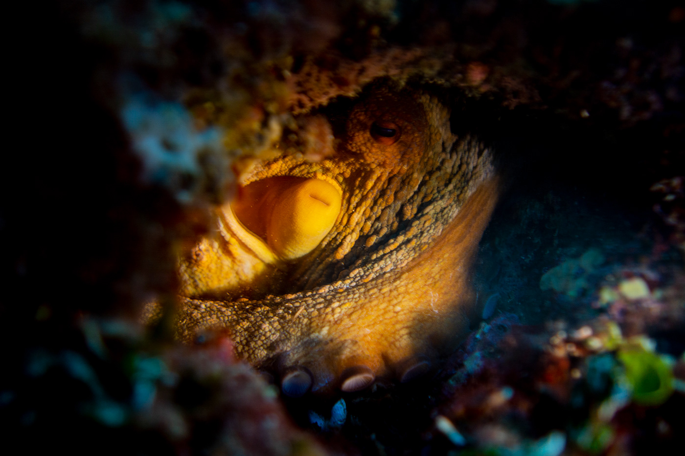 underwater octopus sea undersea underwaterphotography animals
