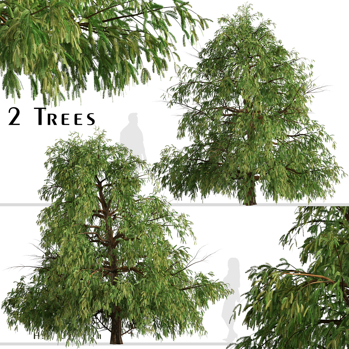 Cedar Conifer forest Landscape needles spruce sugi Tree  wood
