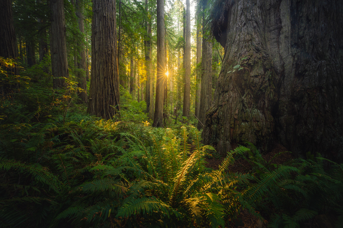 California forest redwoods trees Us
