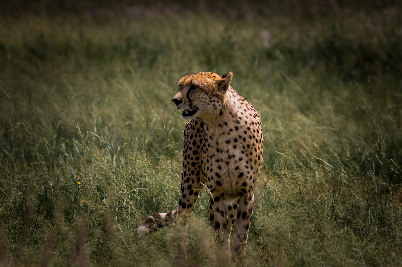 cheetah predator wildlife africa big cat Nature outdoors conservation