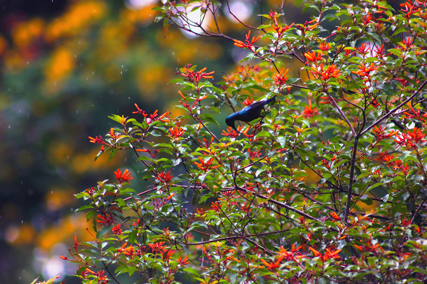 animals birds fauna green Nature Photography  places