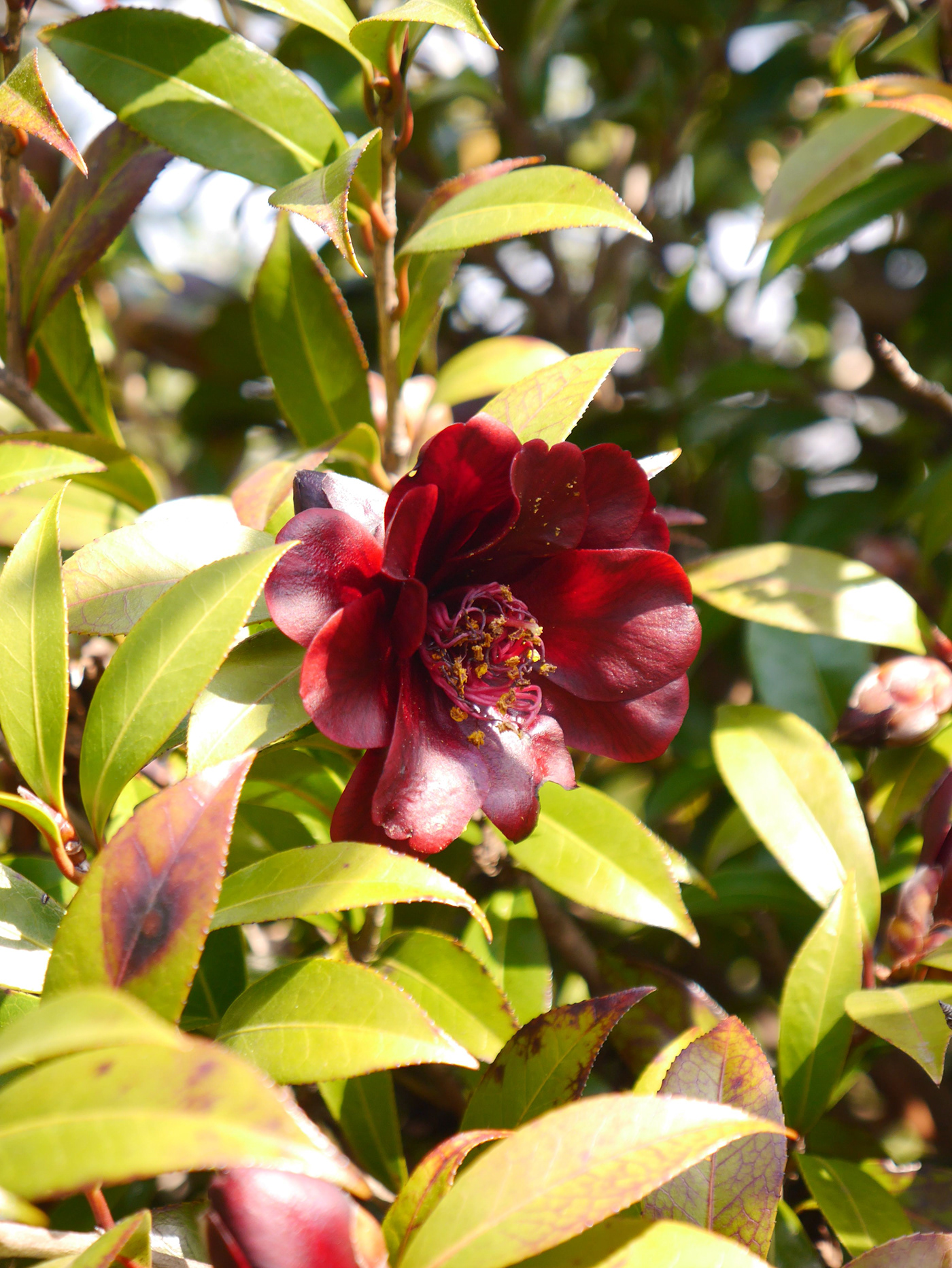 flower Camellia