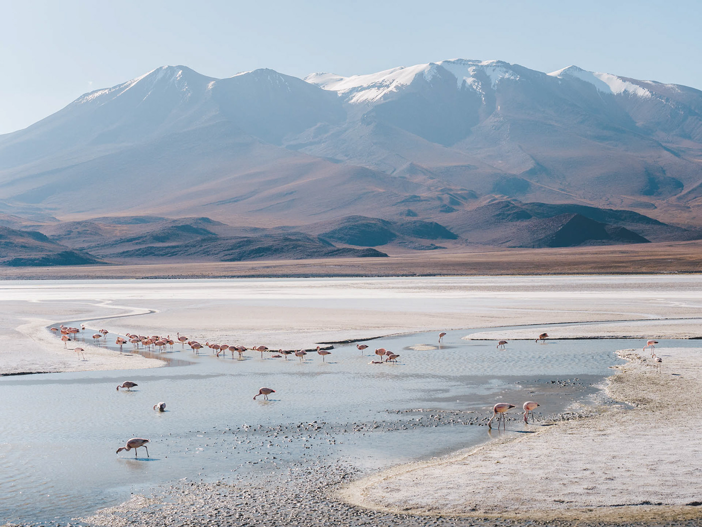 flamingo-mountain-lake-bolivia