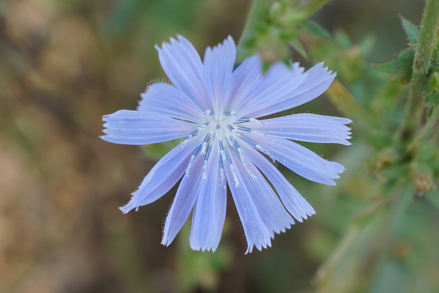 chicory flower