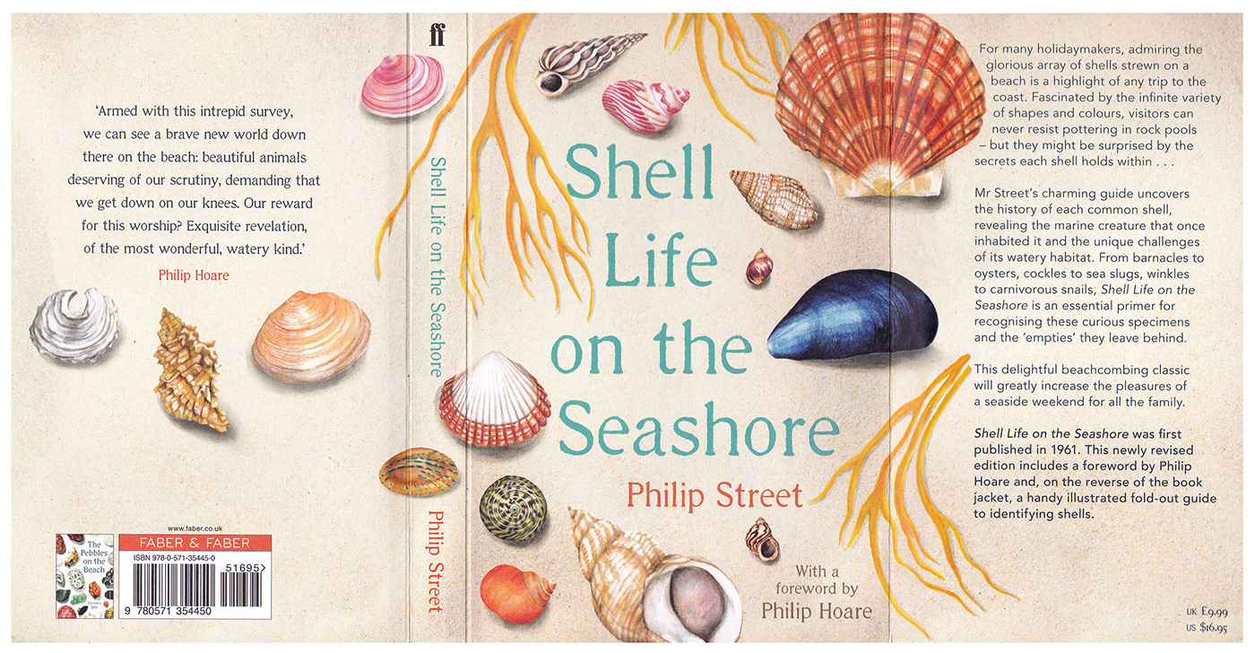 Shells watercolour illustration coastal nature illustration Seaside Beachcomber Seashells book covers Beachlife Still Life Illustration