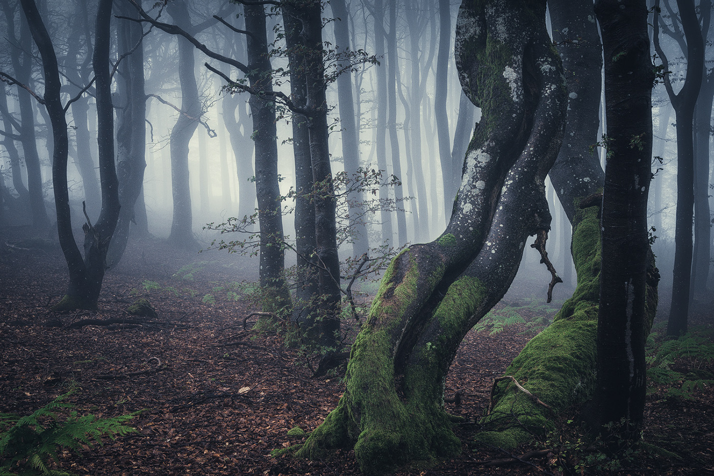 forest wood trees fog mist mood Rhoen germany Landscape