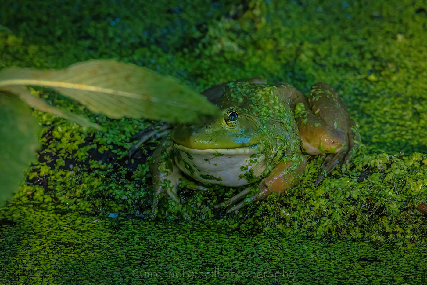 bullfrog frog green summer marsh swamp duckweed