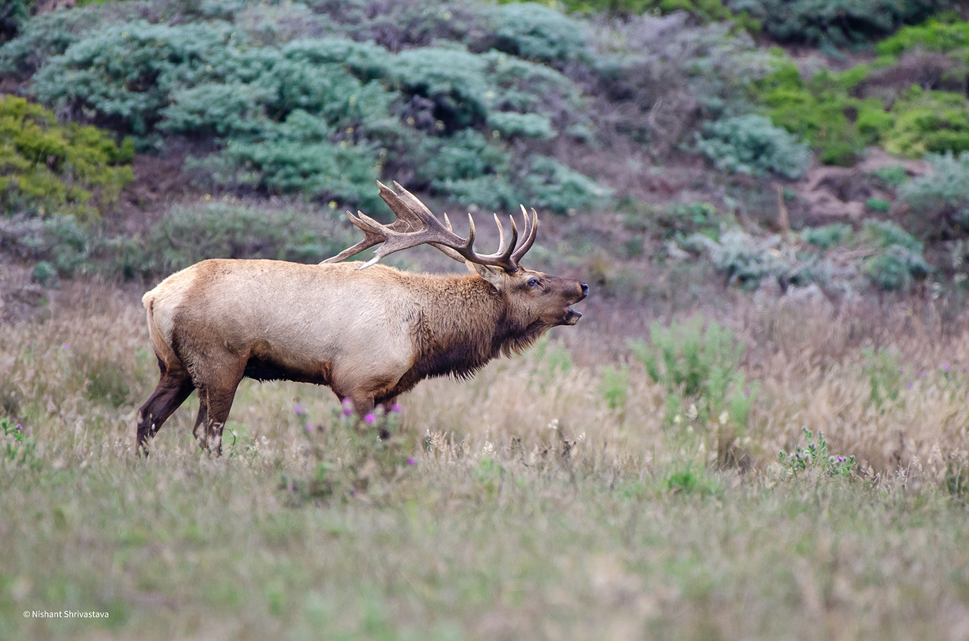 Elk At Point Reyes