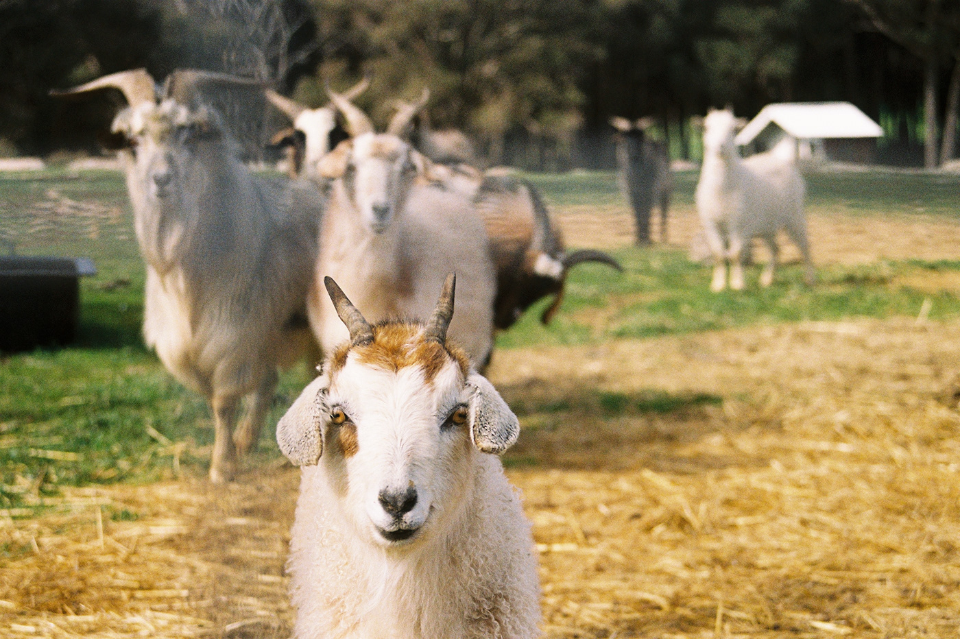 farm goat old car Retro texture 35mm Film   Photography  Nature
