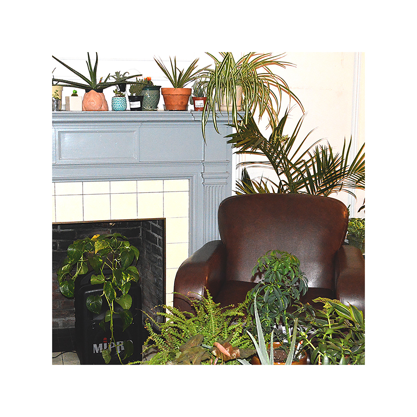 plants House Plants living room Home Decore installation sound code programming 