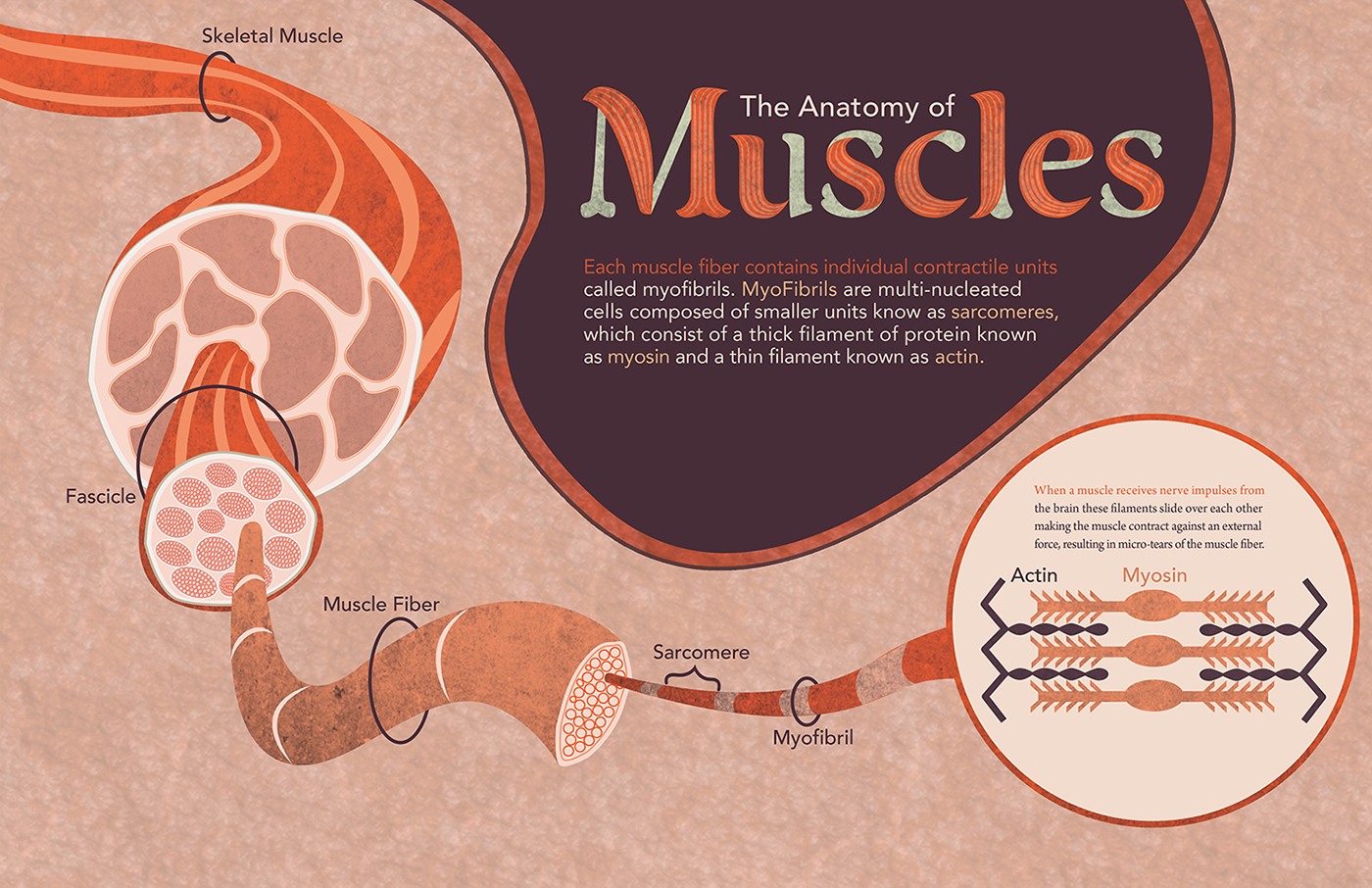 app muscle grow umsl science process exhibit educational boards Proof of concept motion graphics Distress how