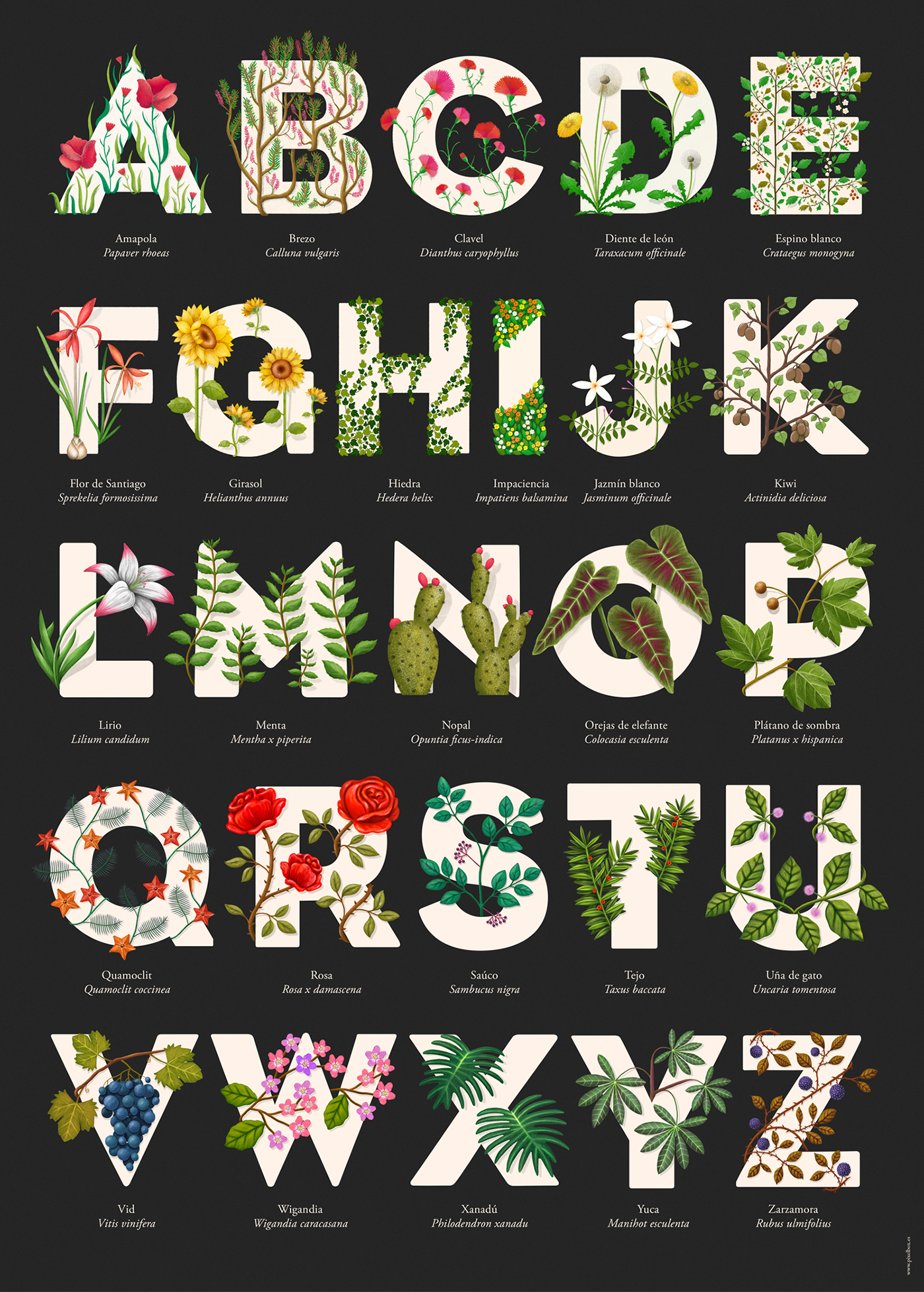 36daysoftype typography   ILLUSTRATION  plants Flowers alphabet abecedario ilustracion tipografia plantas