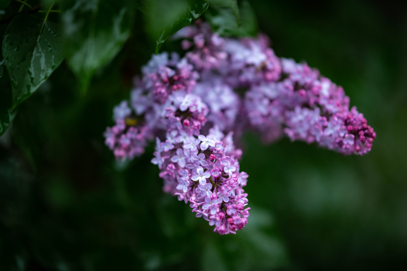 Syringa blossoms during rainy day