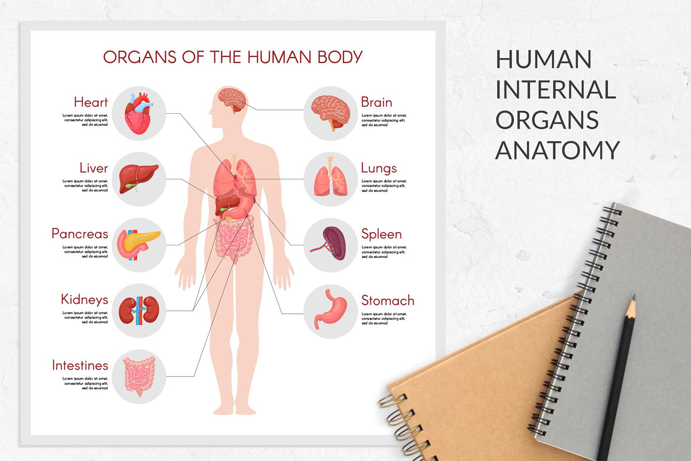anatomy body digestive female Health human internal organs physiology system