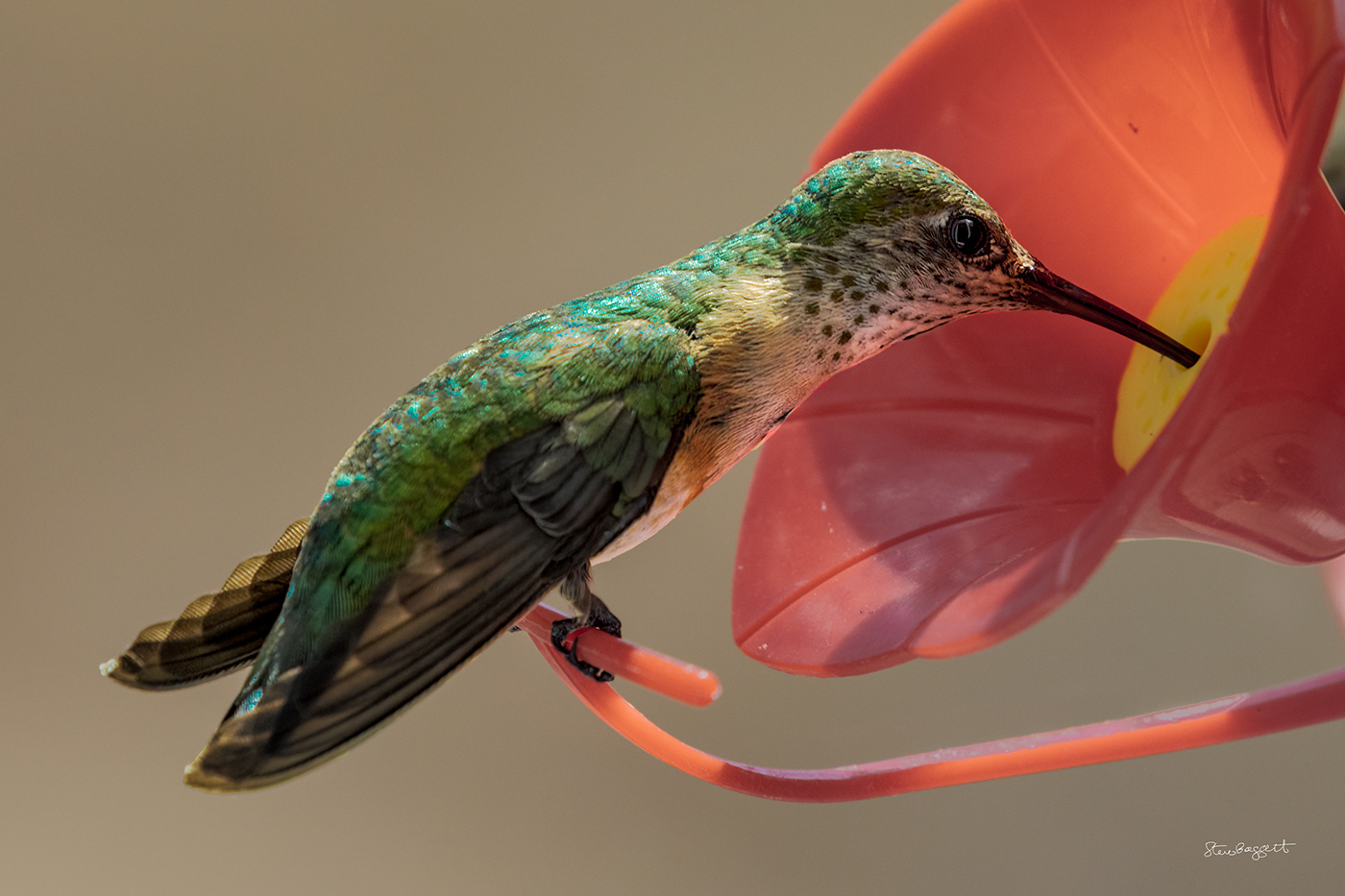 birds wildlife nature photography hummingbirds