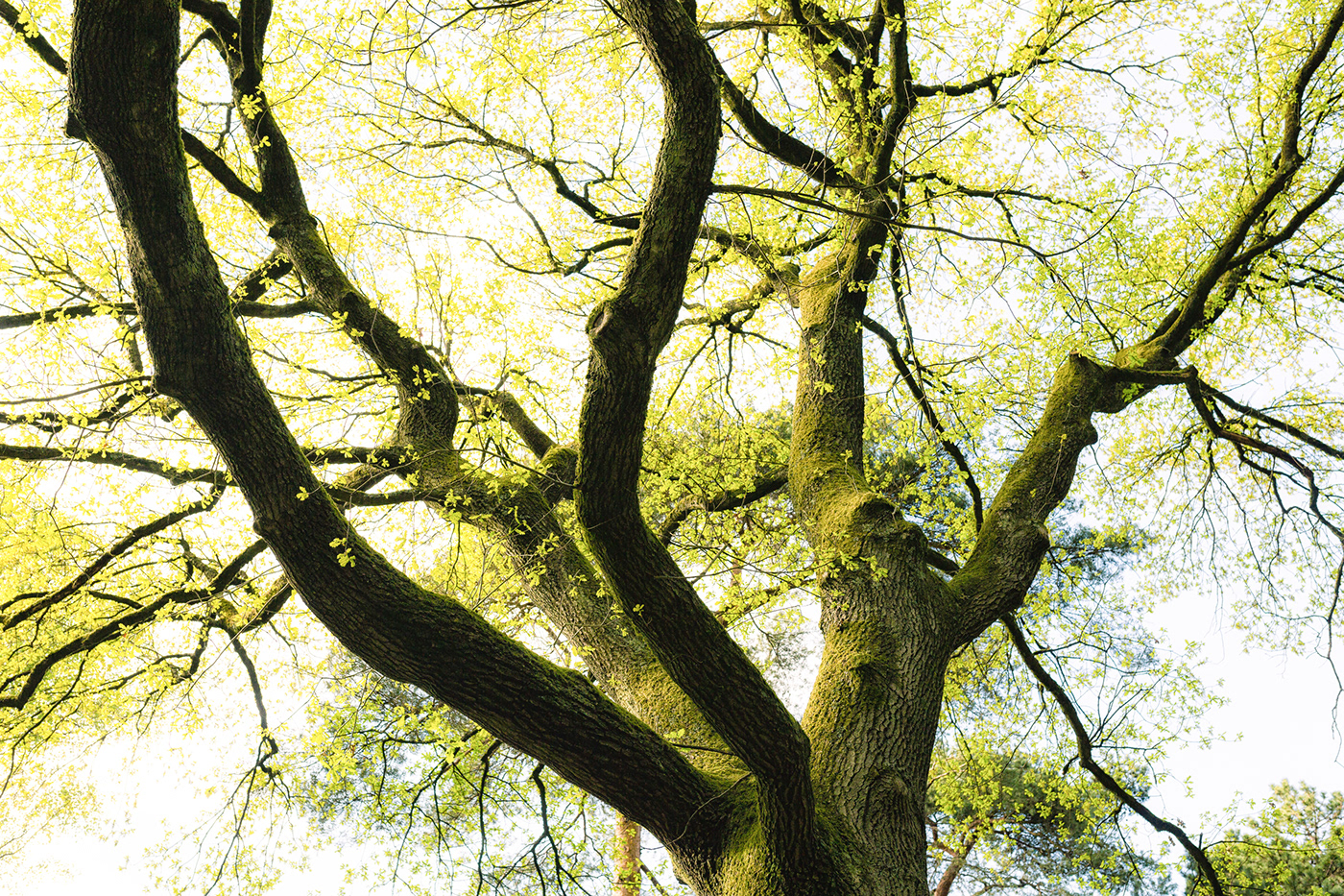 Bäume eiche eichen Frühling natur arbre chene le chêne Paysages photographe