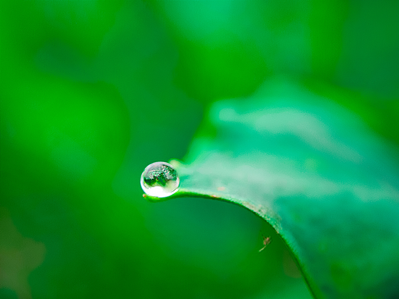 water leaf drop Nature Dew grass macro rain Plant drops