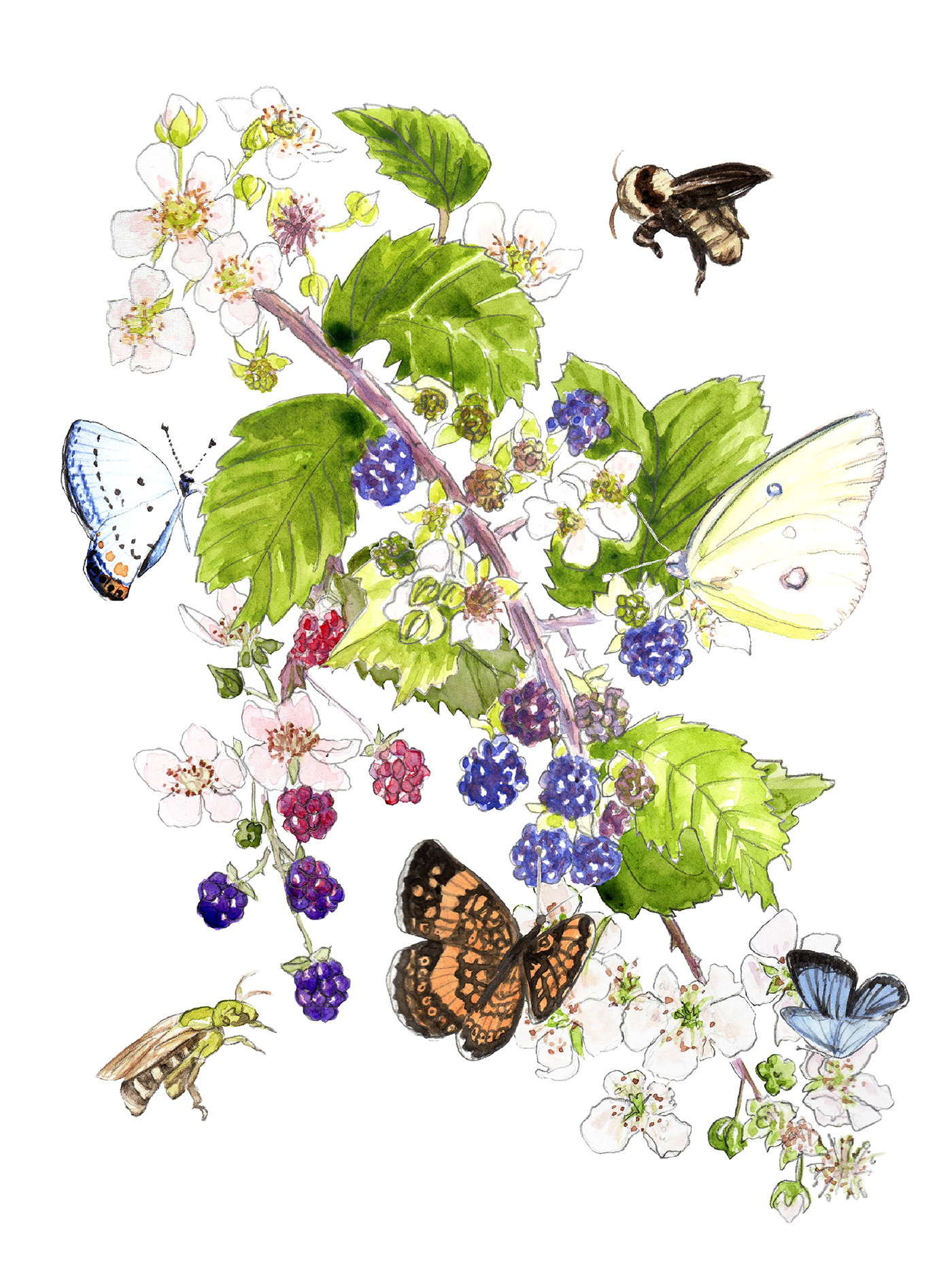 A hand painted watercolor illustration of blackberry vines and assorted butterflies and bees 