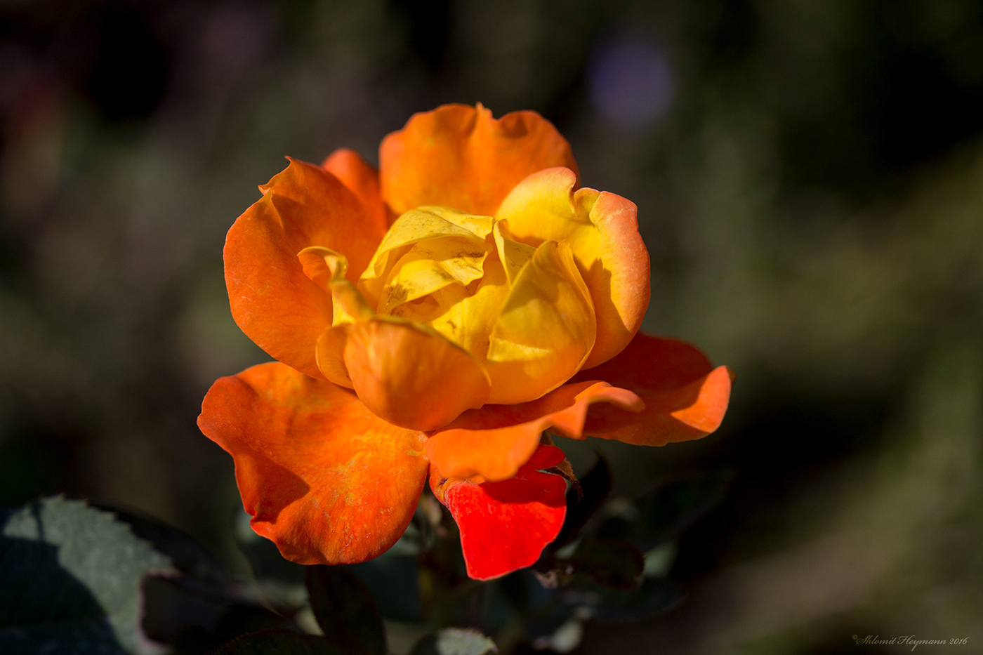 Image of Rose flower