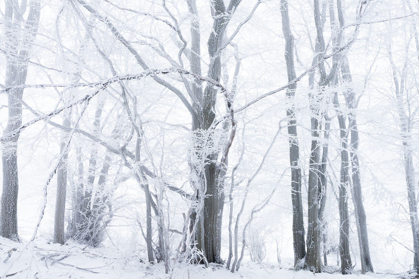 Nature Landscape winter Treescape frozen snow mountain Photography  fog hoarfrost