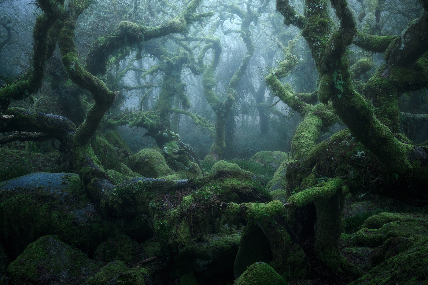 atmosphere burnell dark fine-art forest mist mystical wistmans wood woodland