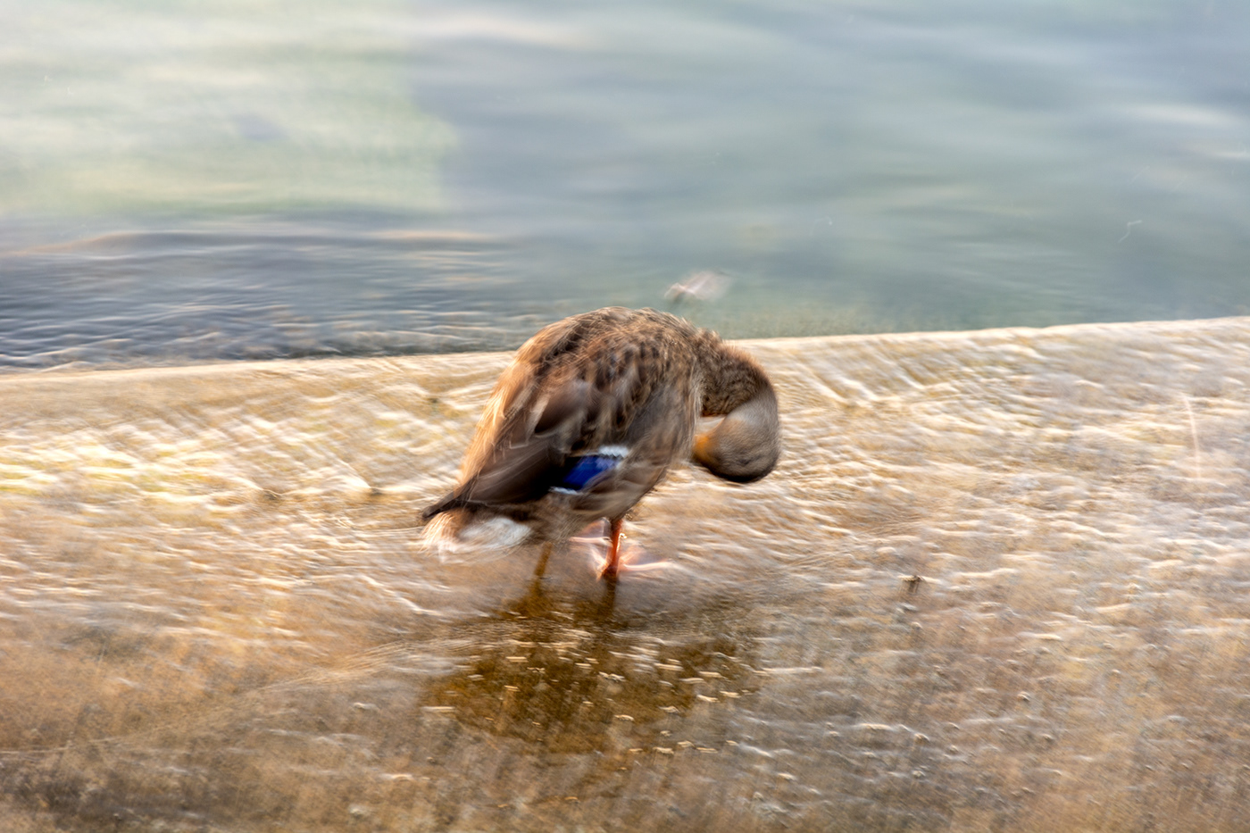 water Nature duck ICM