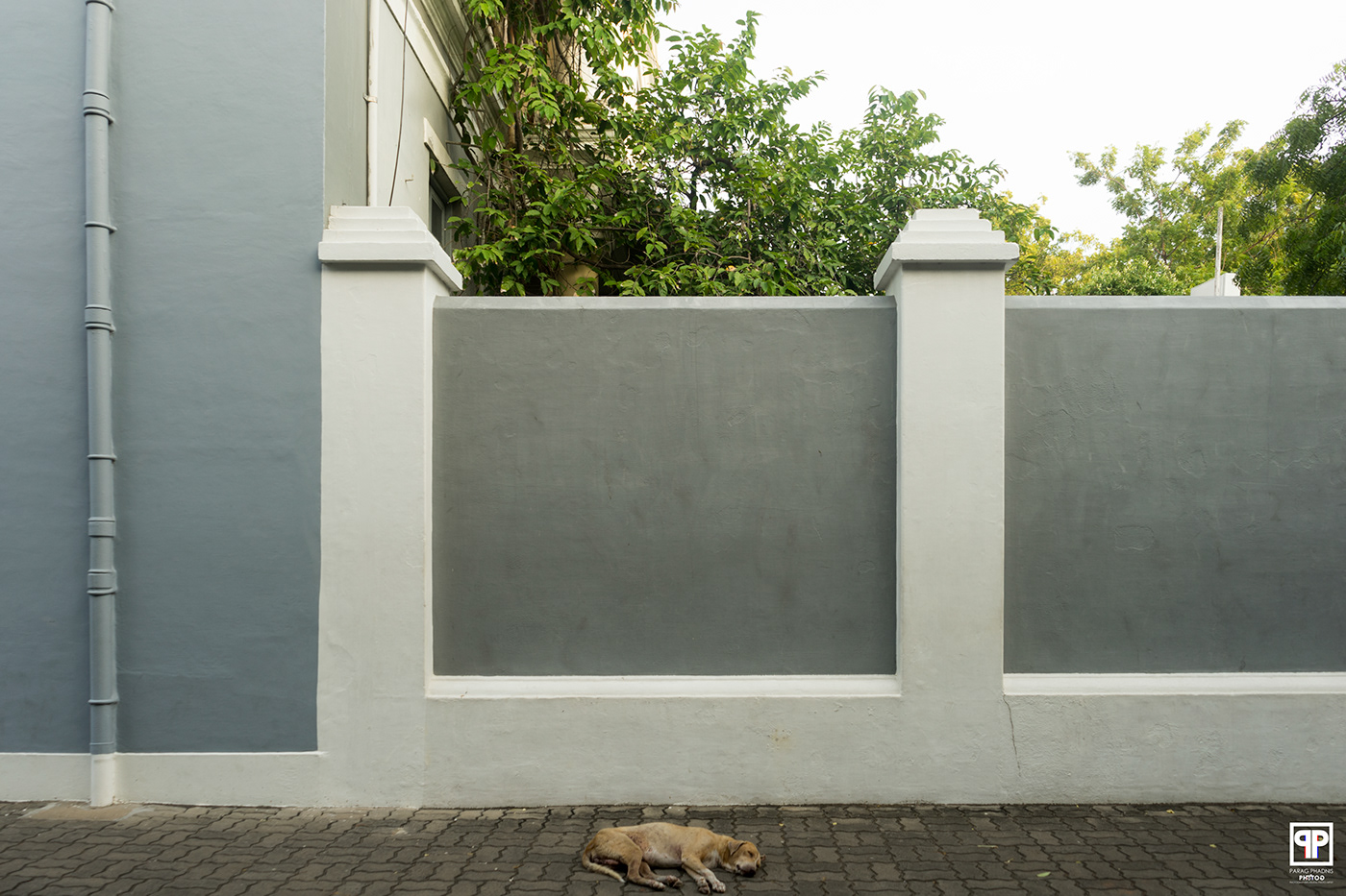 architecture dog India minimal Minimalism pondicherry south India Street street photography Tamil Nadu