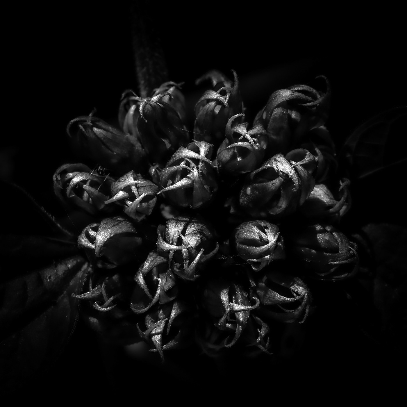 abstract black and white fine art photography Macro Photography monochrome Nature Plant concept art