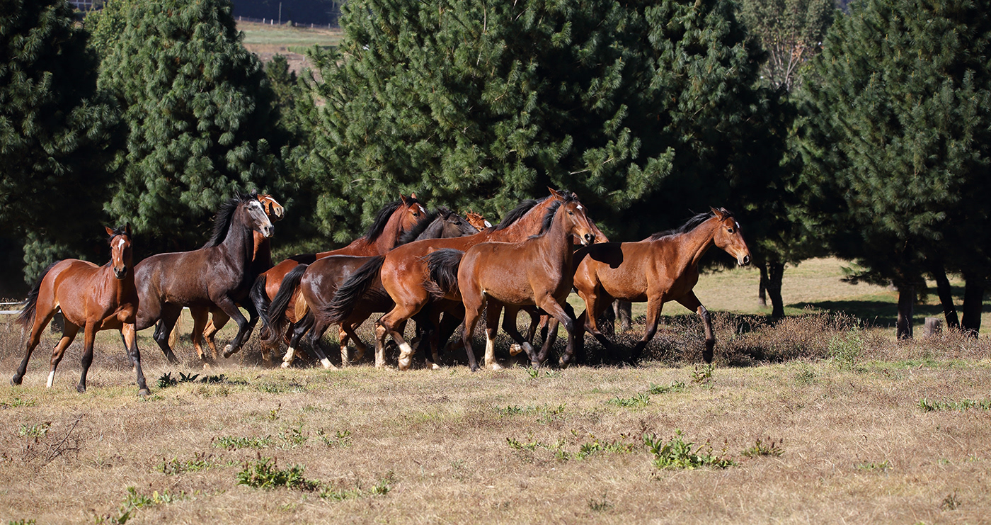 horses Horses in action ranch caballos