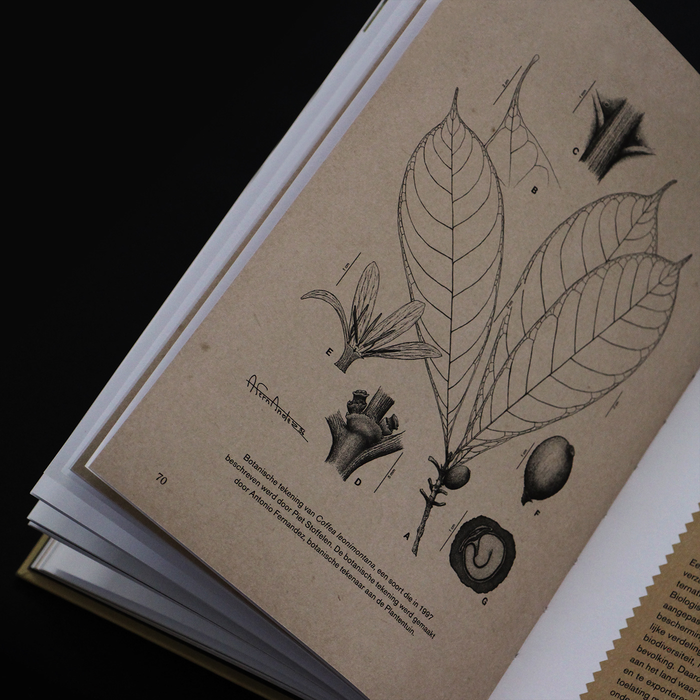 barrista book design Bookdesign botanical Coffee coffeebook cover design recycled paper typography   vintage