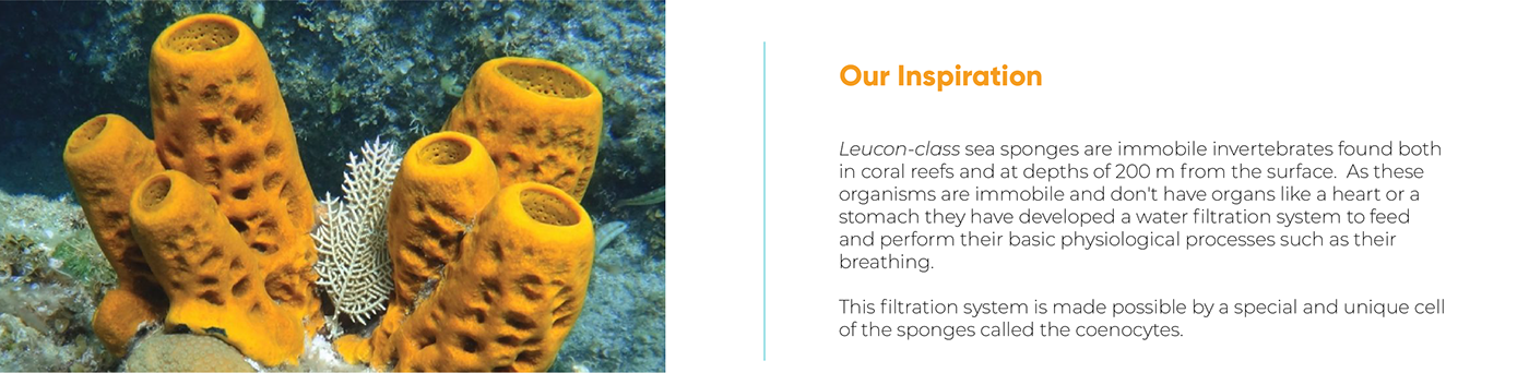 Biodesign biodesign challenge bioremediation buoy eco friendly filter Ocean product design  sea Sponge