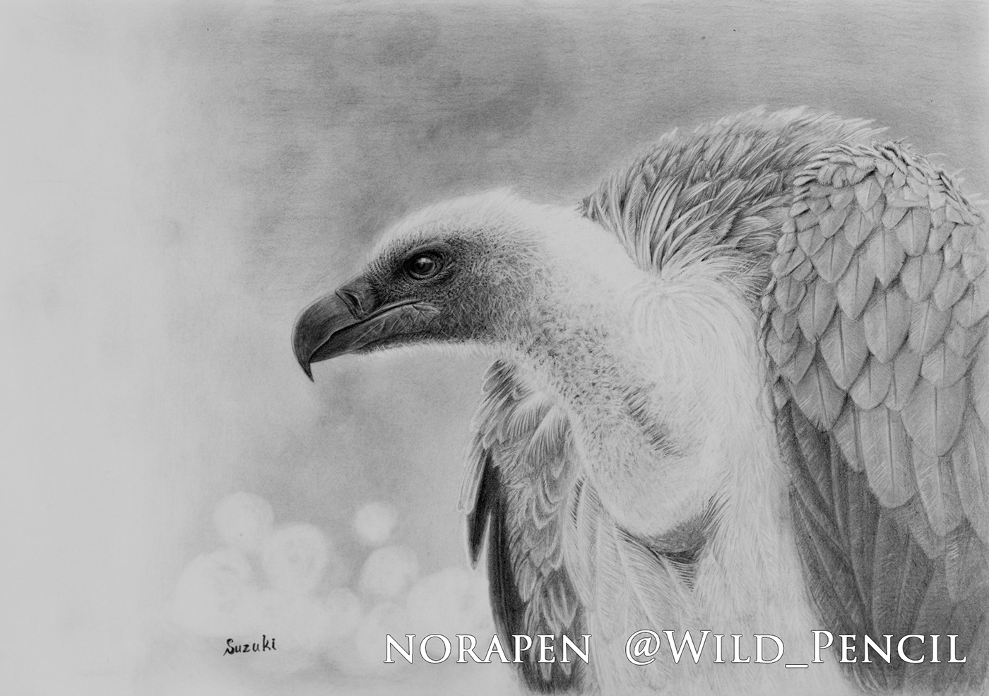 vulture Pencil drawing bird art realistic ILLUSTRATION  graphite analog