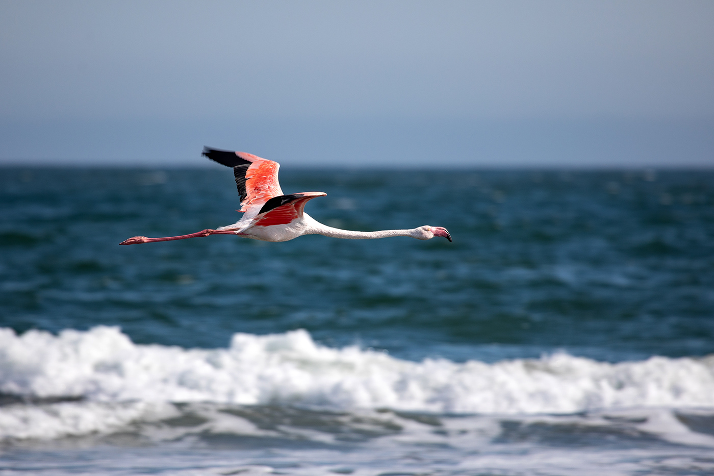 africa bird eat feed flamingo Namibia Ocean pink seabird swakopmund