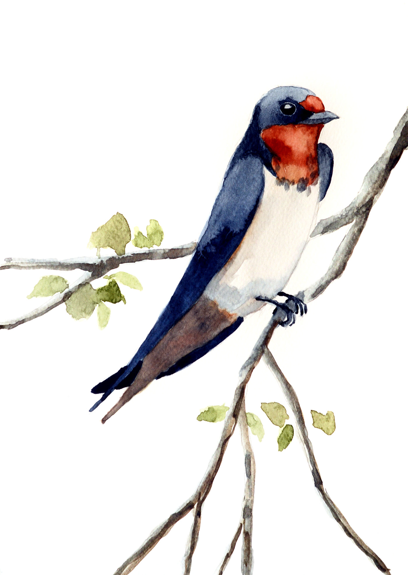 watercolor birds ilustracion arte