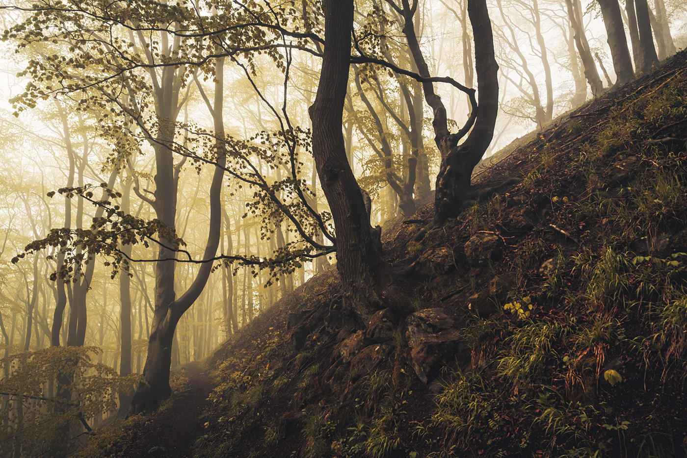 fog forest Landscape mist Nature trees Pathways woodland