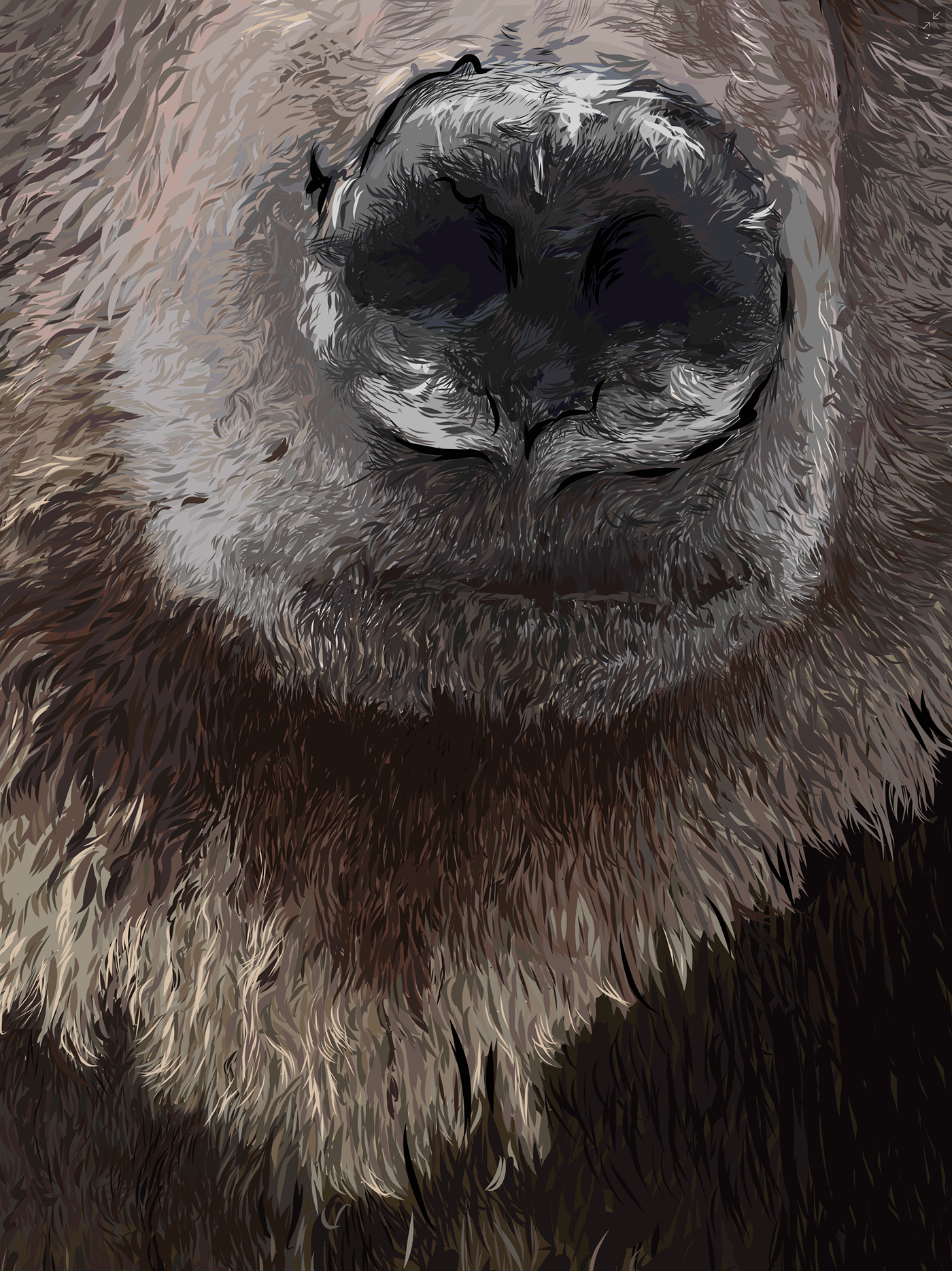 grizzly bear grizzlybear furry Canada rockies alberta Kananaskis brown Nature wildlife wild nose DigitalIllustration ILLUSTRATION  vector vectorart Drawing  detail Fur brownbear