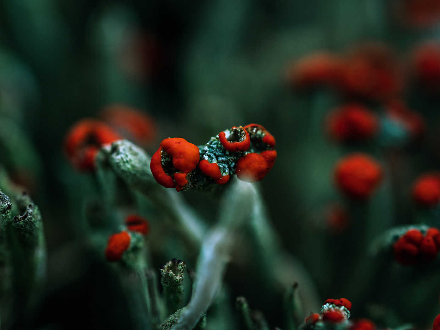 blooming earth green lichen macro Macro Photography mushroom Nature nature photography plants