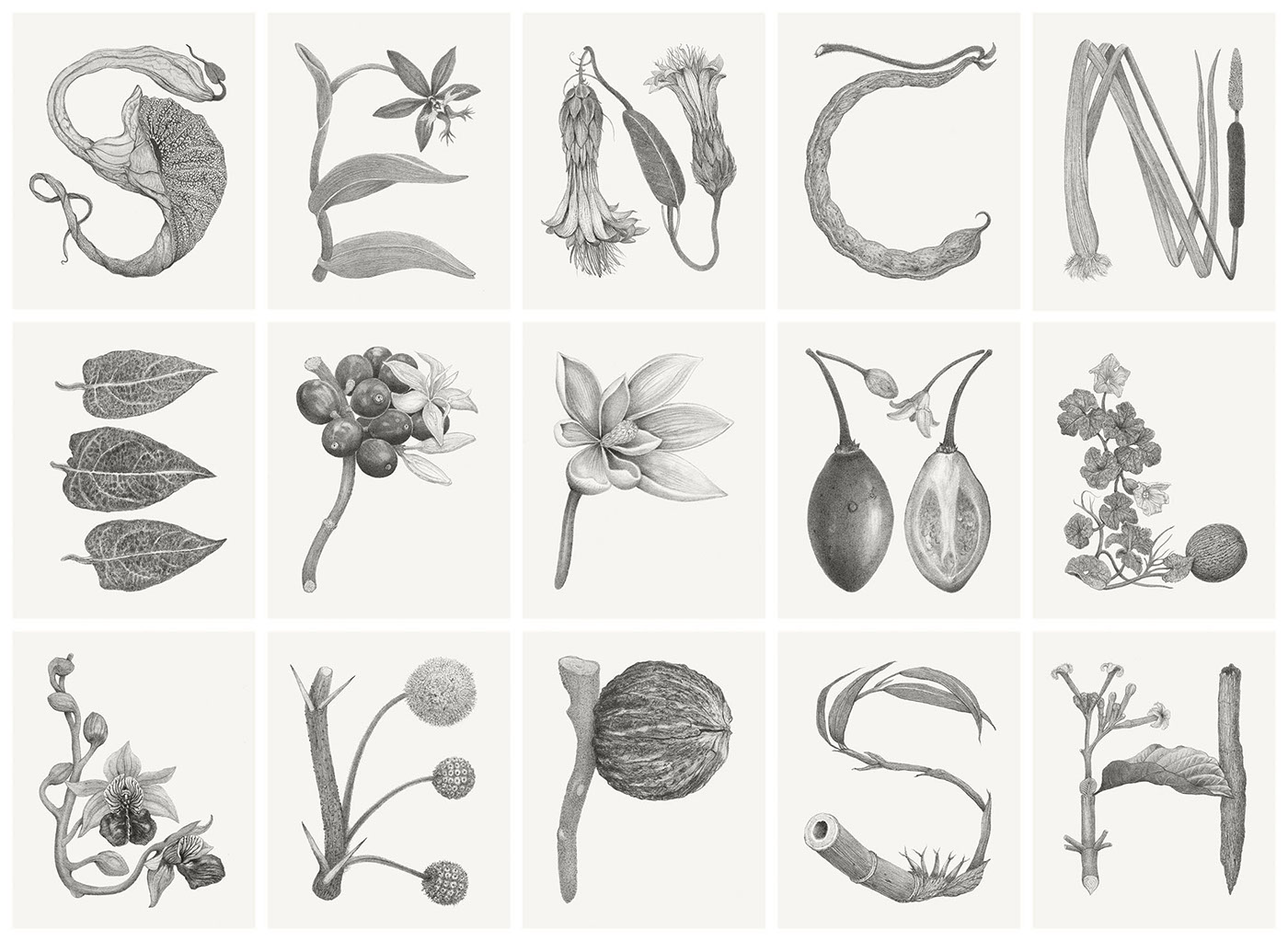 botanica Letras Capitulares mapa retratos guardas Caribe plantas naturaleza colombia Amazonas pacifico