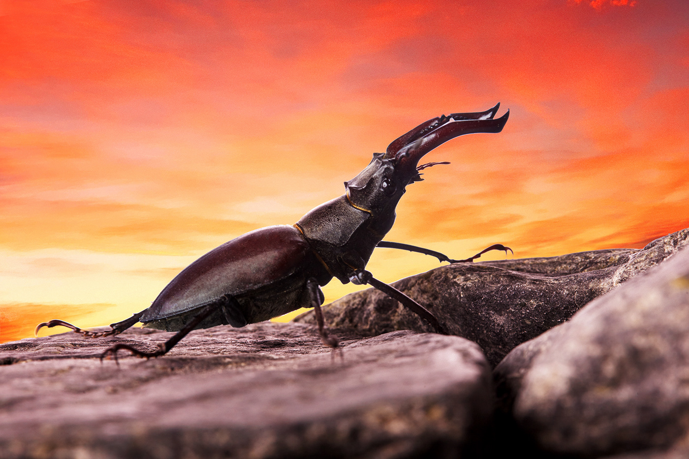 hard work concept creative insect macro clsoeup stug beetle