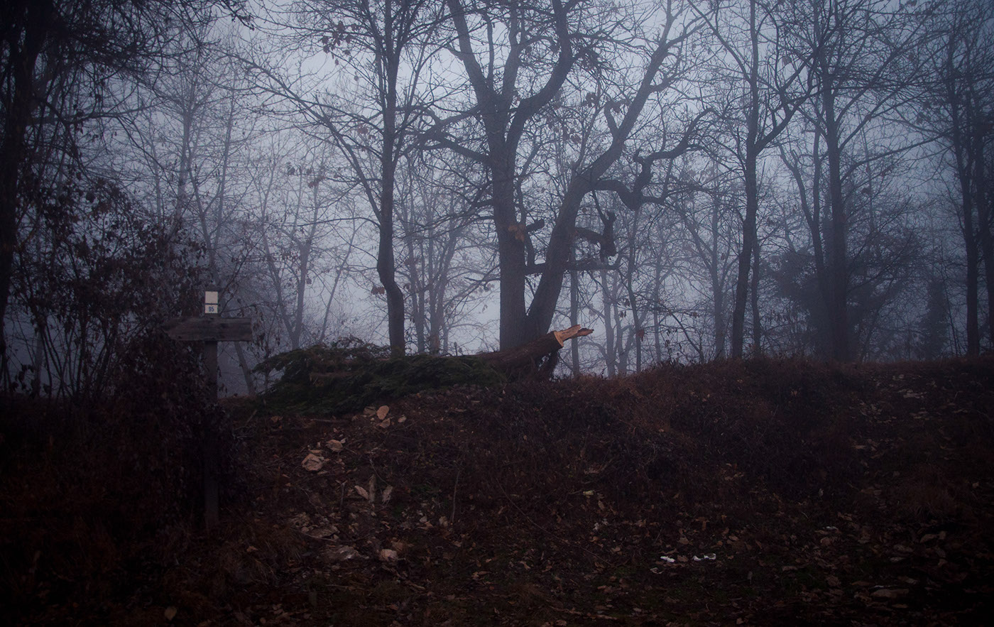 winter fog mist sofia hassan Nature mountain Tree  Landscape empathy