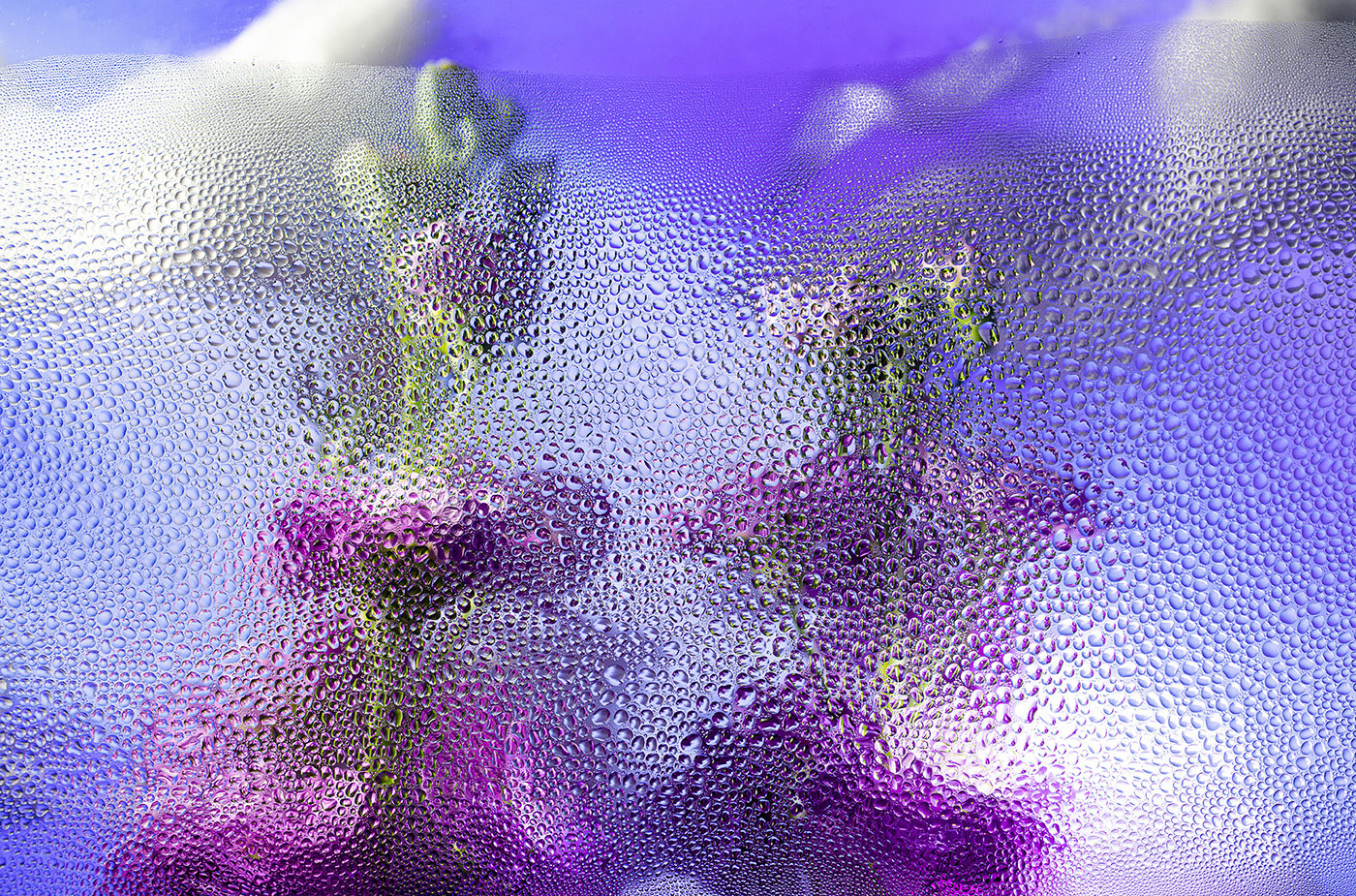 abstract distortion experimental floral Flowers lockdown macro Nature rain