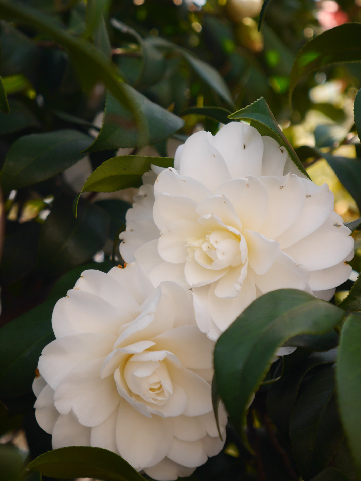 flower Camellia White
