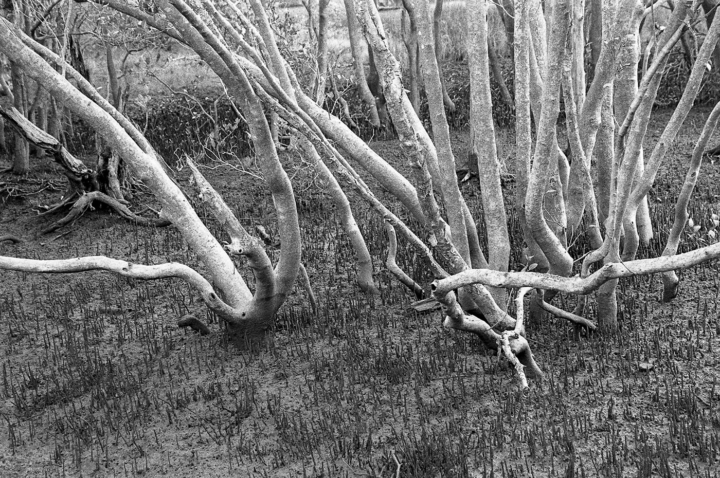 mangroves   Nikon F100 Landscape Photography  Biripi Country FX-39II ilford hp5+ tidal zone